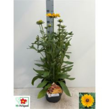 Rudbeckia Kübel