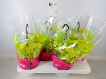 Epipremnum pinn. 'Global Green' Ampel