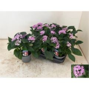 Pentas lanceolata 'Starclust Lavendel'