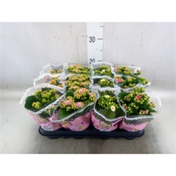 Kalanchoe  midi Mix