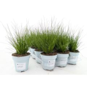 Isolepis cernua