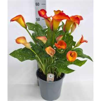 Zantedeschia 'Captain Brunello' Orange