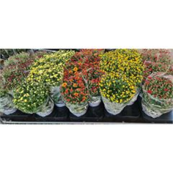 Chrysanthemum 'Garden Mums'