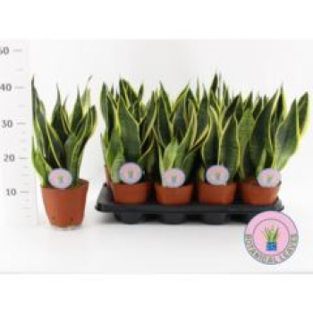 Sansevieria trifa. 'Futura Superba'