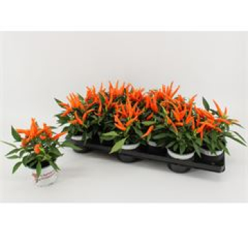 Capsicum annuum 'Hup Hup' orange -spitz