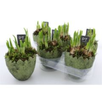 Narzissen in Ei grün