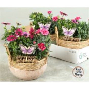 Pflanzenmix in Tonschale