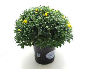Chrysanthemum   ind. Kübel
