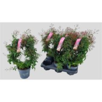 Jasminum poly. Bogen