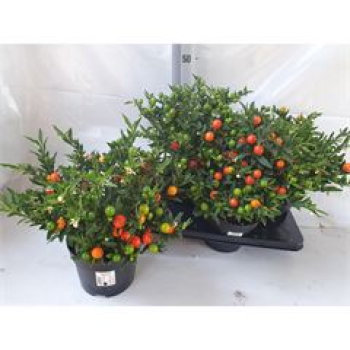 Solanum pseudocapsicum 'Bartoli' orange