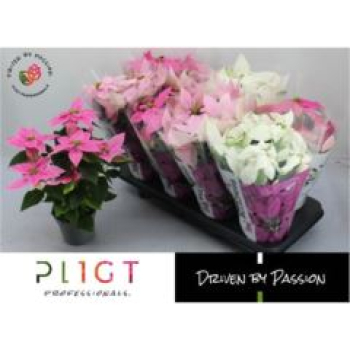 Poinsettia "Princettia" Mix