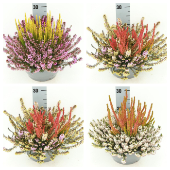 Calluna "Wintercrown" Schale