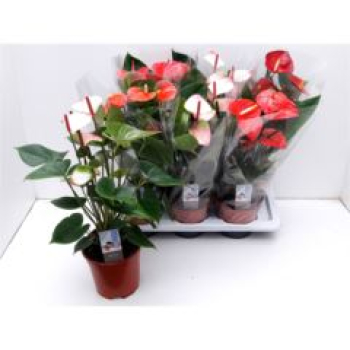 Anthurium gemischt