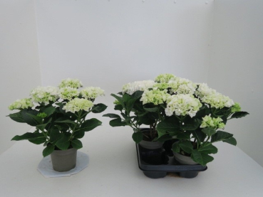 Hydrangea macr. weiß