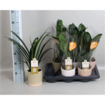 Clivia miniata im Übertopf