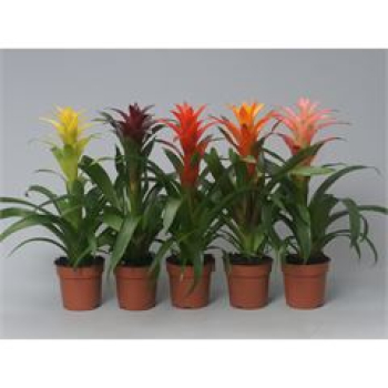 Guzmania Mix