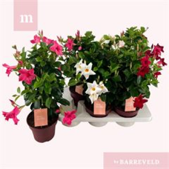 Mandevilla Pyramide gemischt