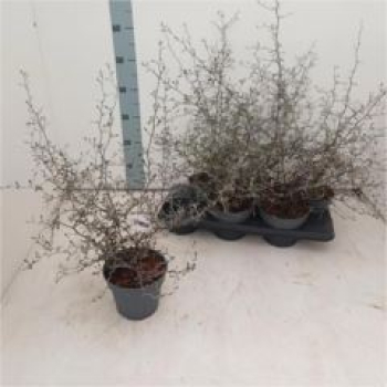 Corokia Cotoneaster