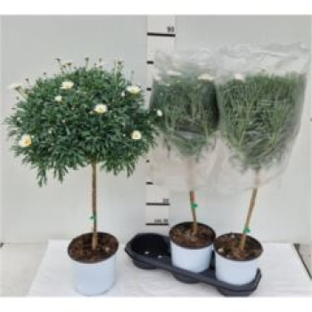 Argyranthemum -Stämme