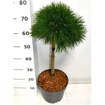 Pinus mugo 'Varella'
