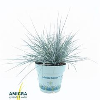 Festuca glauca 'Compacta Blue'