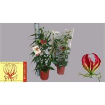 Gloriosa