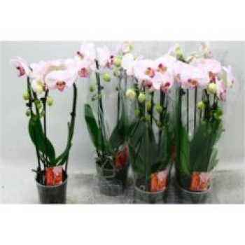 Phalaenopsis "Cascade" hellrosa