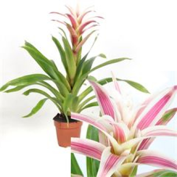 Guzmania 'Linea Pink'