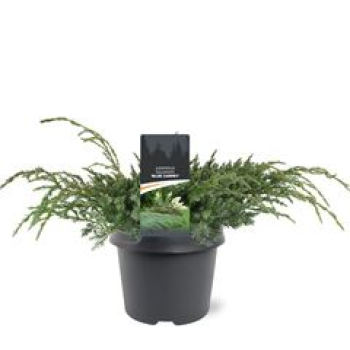 Juniperus squamata 'Blue Carpet'