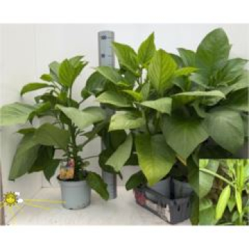 Brugmansia