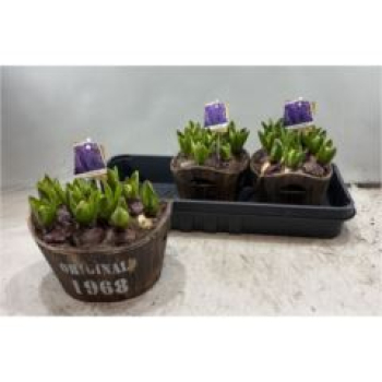 Hyacinthus in Holztopf oval "Original 1968"