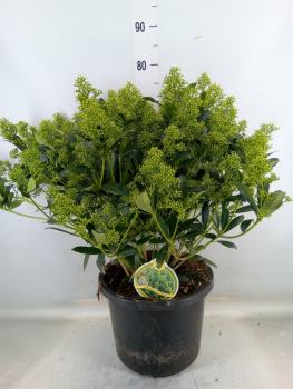 Skimmia jap. 'Yuki'