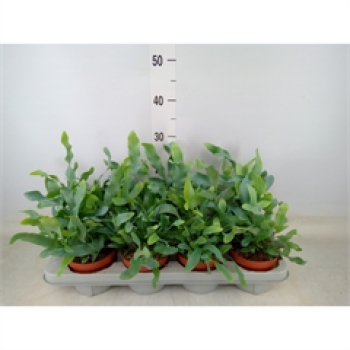 Phlebodium aureum 'Blue Star'