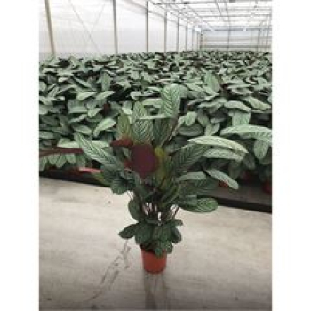 Ctenanthe oppenheimiana