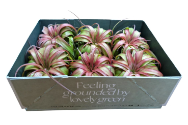 Tillandsia ohne Topf