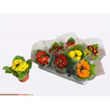 Calceolaria herbeohybrida