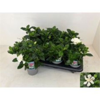 Gardenia jasminoides