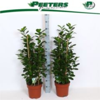 Ficus microcarpa 'Moclame'