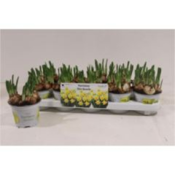 Narcissus 'Tete Boucle'