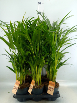 Dypsis lutescens