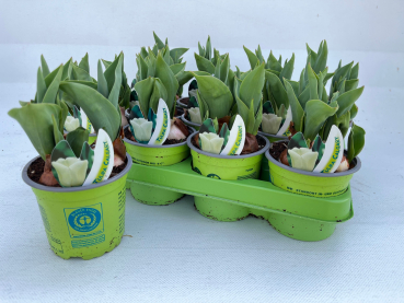 Tulpe  weiß "Calgary"