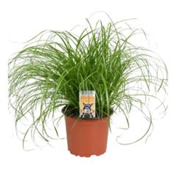 Katzengras Cyperus zumula