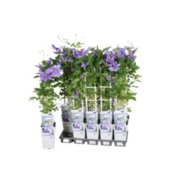 Clematis 'Parisienne Boulevard'