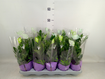 Zamioculcas zamiifolia