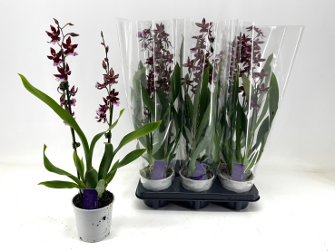 Burrageara 'Barrocco Red'