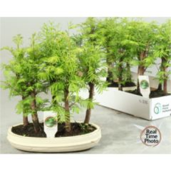 Bonsai in Schale
