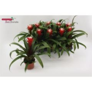 Guzmania 'Hope'