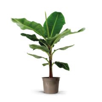 Musa 'Dwarf Cavendish'