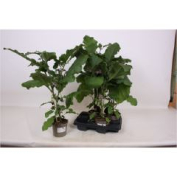 Solanum melongena -Aubergine