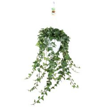 Hedera helix 'Mein Herz' Ampel